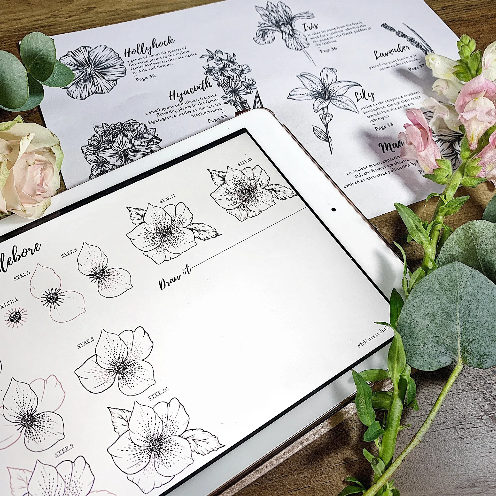 Learn How to Draw a Hellebore Flower - Step By Step Worksheet and Video