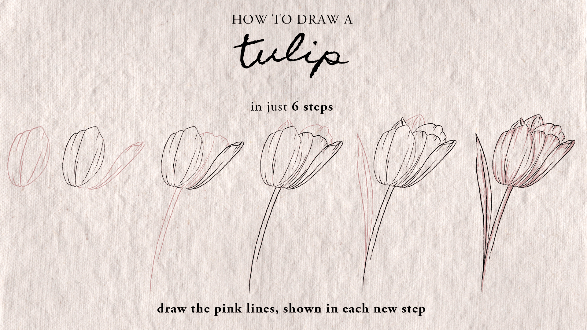 How To Draw A Tulip - Easy Step By Step Drawing Tutorial For