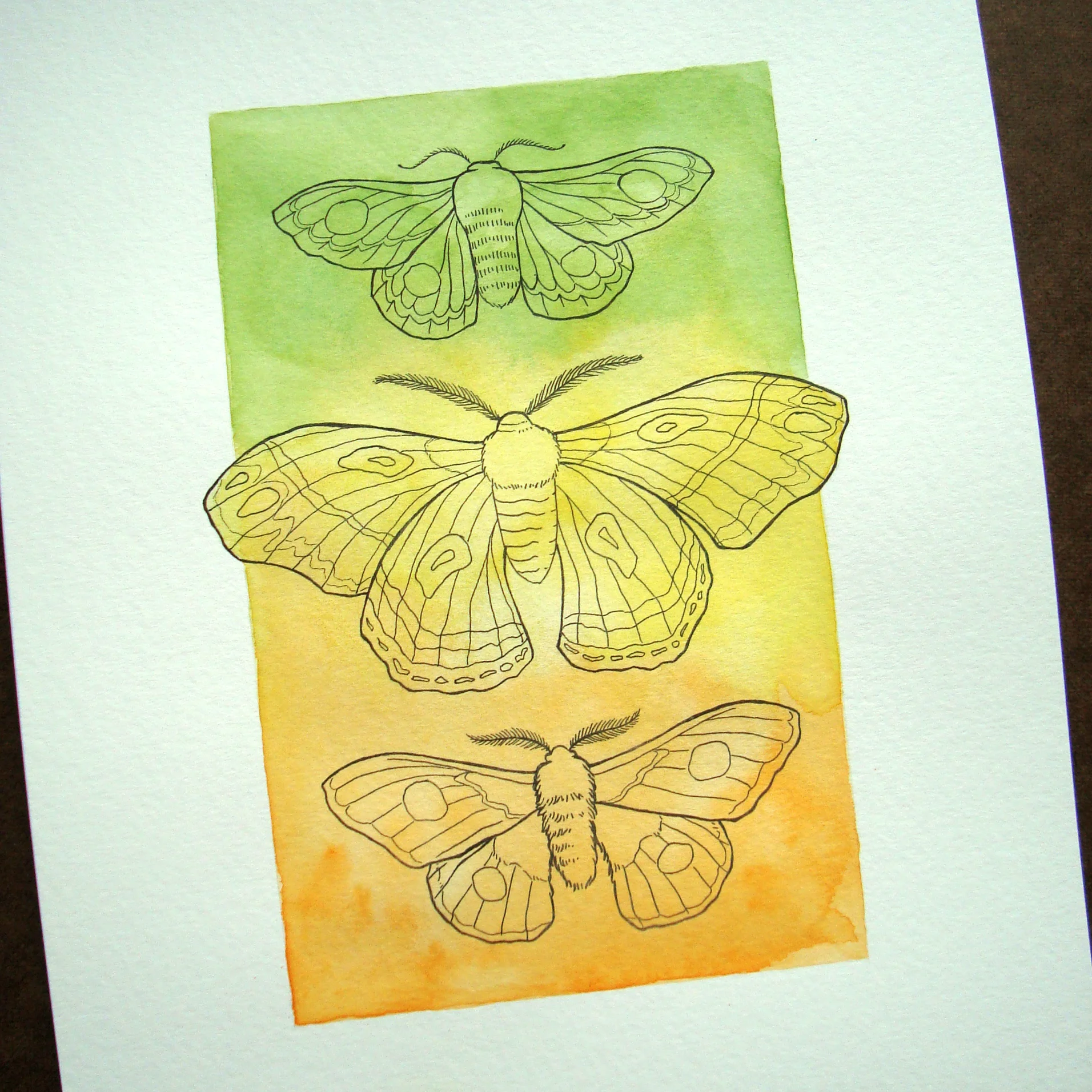 AutumnalMoths-process1.jpg