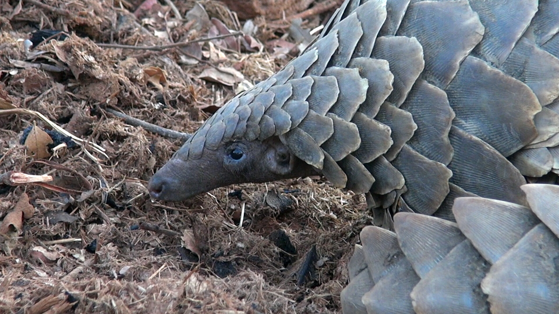 05_Pangolin.jpg