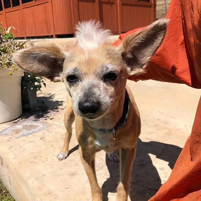 My name is Blossom 🌸🐕
-
-
-
#sunday #sundayfunday #relax #peace #blossom #stayhome #staysafe #pet sitting #goodtimes #dogs #alldayeveryday #seniordogsrule #seniordogs #ranchocucamonga #victoriagardens #northfontana #goodvibes #terrier #doglover
