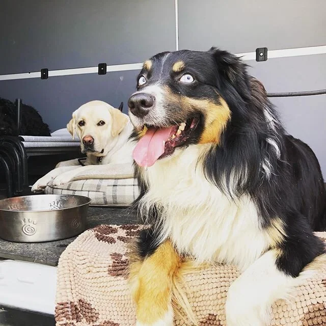 How we hangin in there? 🐾
-
-
-
#monday #feelsliketheweekend #goodtimes #australianshepherd #sweetlife #mood #gooddog #ranchocucamonga #fontana #upland #dogs #dogwalking #dogislove #enjoythemoment #itsthelittlethings #doglover #nationalpuppyday #alldayeveryday
