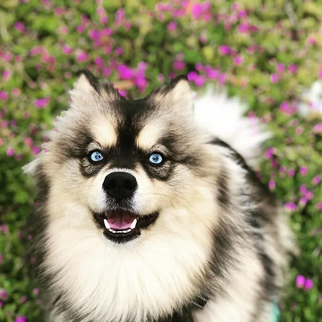 Every situation life presents is an opportunity to grow. Make the best of it 🐾
-
-
-
#pomsky #tuesday #tot #dogs #happydogs #goodtimes #gooddogs #instagood #dogsofig #dogstagram #dogsofinstagram #ranchocucamonga #victoriagardens #calidogs #dogislove #dog #alldayeveryday #goodvibes #positiveenergy #peace #nature #doglover