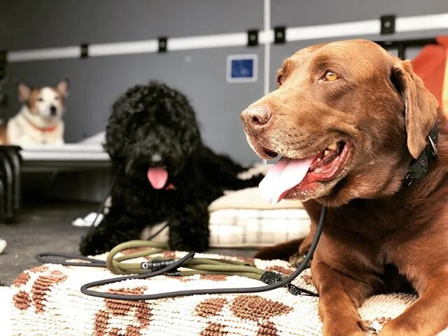 “The happiness of your life depends upon the quality of your thoughts.” Marcus Aurelius -
-
-

#dogs #happydogs #goodtimes #gooddogs #instagood #dogsofig #dogstagram #dogsofinstagram #thursday #ranchocucamonga #deepthoughts #victoriagardens #calidogs #dogislove #dog #alldayeveryday #goodvibes #positiveenergy #peace #nature #doglover