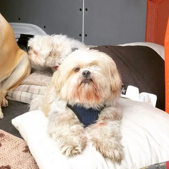 I love rainy days 🌧🌧
-
-
-

#dogs #happydogs #goodtimes #gooddogs #instagood #dogsofig #dogstagram #tot #tuesday #dogsofinstagram #ranchocucamonga #victoriagardens #calidogs #dogislove #dog #alldayeveryday #goodvibes #positiveenergy #peace #nature #doglover