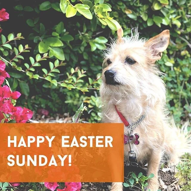 Hope everyone has a Happy and safe Easter! 🐣 feat. Jellybean -
-
-
#sundayfunday #easter #dogs #terrier #rescuedogsofinstagram #dogstagram #dogsofig #dog #seniordog #funtimes #alldayeveryday #ranchocucamonga #petsitting #dogwalking #adventures #socaldogma