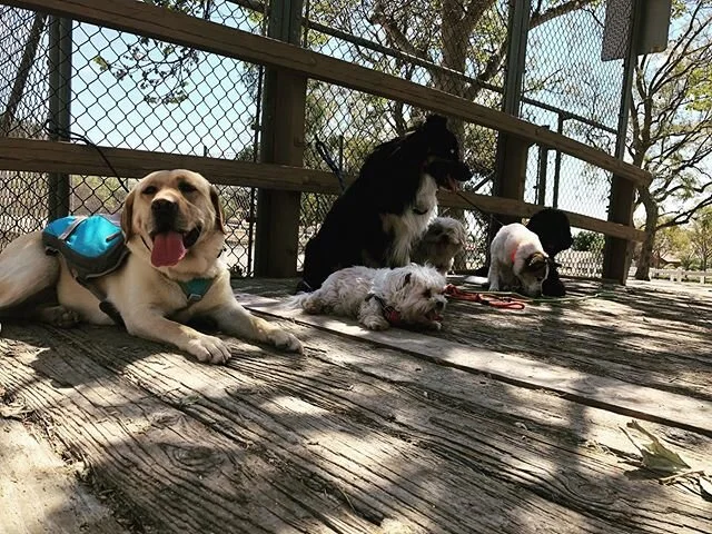 Some highlights from our walks today 🍃🐾
-
-
-
-

#dogs #happydogs #goodtimes #gooddogs #instagood #dogsofig #dogstagram #dogsofinstagram #ranchocucamonga #victoriagardens #calidogs #dogislove #dog #alldayeveryday #goodvibes #positiveenergy #peace #nature #doglover
