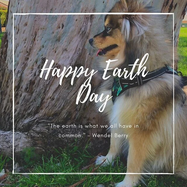 Happy #earthday 🌎 
There’s not a single day that goes by where you don’t have an impact on the world around you. 
What you do makes a difference! I’m thankful everyday for this earth we call home. -
-
-
#planetearth #gratitude #dogs #happydogs #goodtimes #gooddogs #instagood #dogsofig #dogstagram #dogsofinstagram #ranchocucamonga #victoriagardens #calidogs #dogislove #dog #alldayeveryday #goodvibes #positiveenergy #peace #nature #doglover