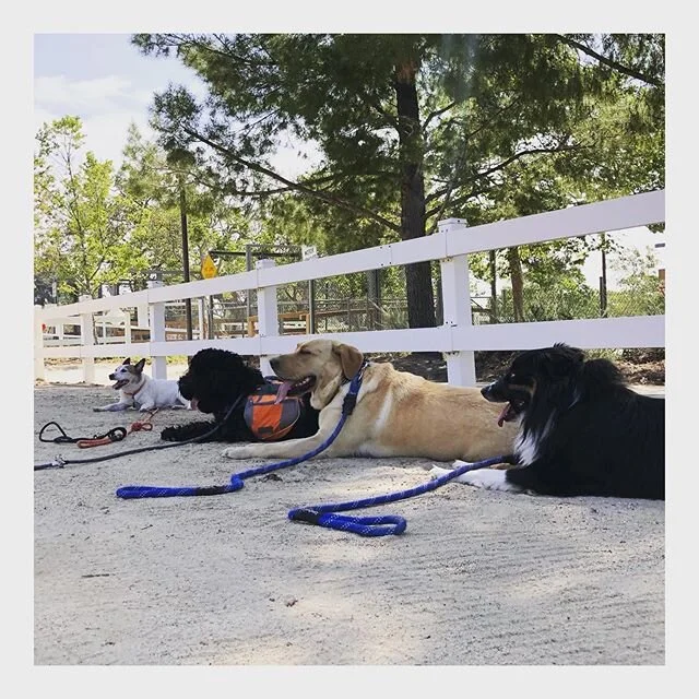 All we have is now 🍃
-
-
-
-
#thursday #quoteoftheday #dogs #happydogs #goodtimes #gooddogs #instagood #dogsofig #dogstagram #dogsofinstagram #ranchocucamonga #victoriagardens #calidogs #dogislove #dog #alldayeveryday #goodvibes #positiveenergy #peace #nature #doglover