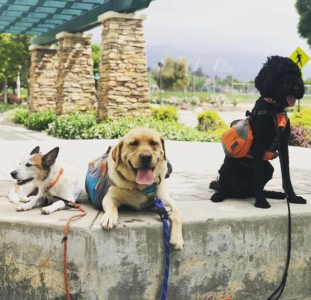 #tongueouttuesday with these fur kids 🤙🐾
-
-
-
-
-
-
#dogs #happydogs #goodtimes #gooddogs #instagood #dogsofig #dogstagram #dogsofinstagram #ranchocucamonga #victoriagardens #calidogs #dogislove #dog #alldayeveryday #goodvibes #positiveenergy #peace #nature #doglover #labrador #tot #labradoodle #tuesday
