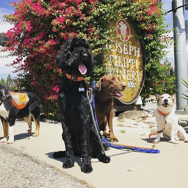 Beautiful day today for walks!🐾🐕
-
-
-
#dogs #happydogs #goodtimes #gooddogs #instagood #dogsofig #dogstagram #dogsofinstagram #ranchocucamonga #victoriagardens #calidogs #dogislove #dog #alldayeveryday #goodvibes #positiveenergy #peace #nature #doglover #labradoodle #chocolatelab