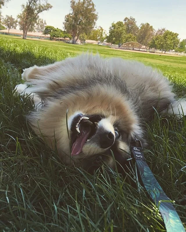 Happy #friyay 🙌🐕
-
-
-

#dogs #happydogs #goodtimes #gooddogs #instagood #dogsofig #dogstagram #dogsofinstagram #ranchocucamonga #victoriagardens #calidogs #dogislove #dog #alldayeveryday #goodvibes #positiveenergy #peace #nature #doglover #mood #pomsky #friday