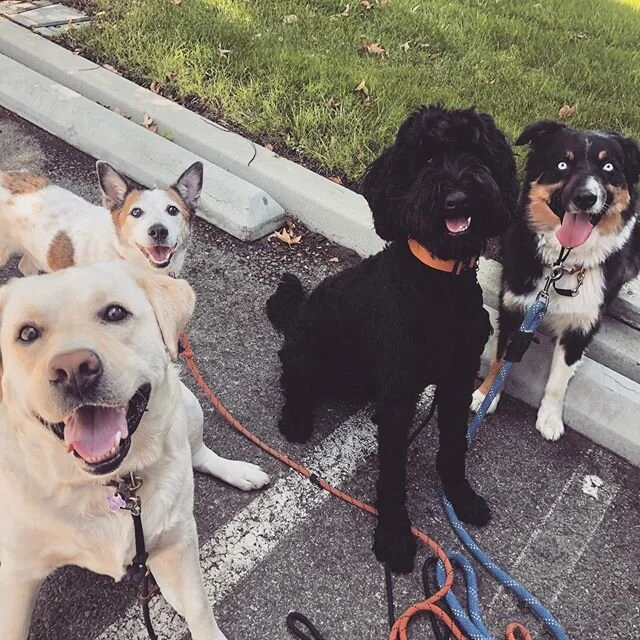 ✌️✌️✌️❤️
-
-
-
-
-
-
#thursday #pack #dogwalking #packwalk #dogs #happydogs #goodtimes #gooddogs #instagood #dogsofig #dogstagram #dogsofinstagram #ranchocucamonga #victoriagardens #calidogs #dogislove #dog #alldayeveryday #goodvibes #positiveenergy #peace #nature #doglover #labradoodle #labrador #austrailianshepherd