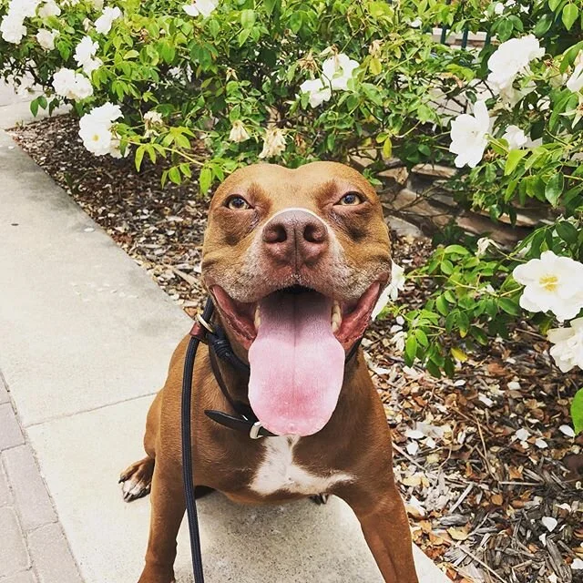 “For every minute you are angry you lose sixty seconds of happiness.” -Ralph Waldo Emerson
-
-
-
-
-
-

#dogs #happydogs #goodtimes #gooddogs #instagood #dogsofig #dogstagram #dogsofinstagram #ranchocucamonga #victoriagardens #calidogs #dogislove #dog #alldayeveryday #goodvibes #positiveenergy #peace #nature #doglover #weekend #saturday #mood