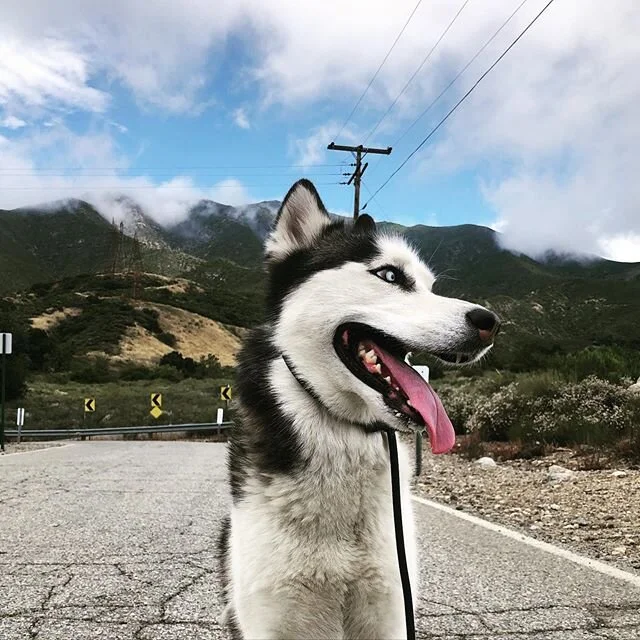Dog is #love 🐕❤️
-
-
-
-
-
-
-

#dogs #happydogs #goodtimes #gooddogs #instagood #dogsofig #dogstagram #dogsofinstagram #ranchocucamonga #victoriagardens #calidogs #dogislove #dog #alldayeveryday #goodvibes #positiveenergy #peace #nature #doglover #thursdayvibes