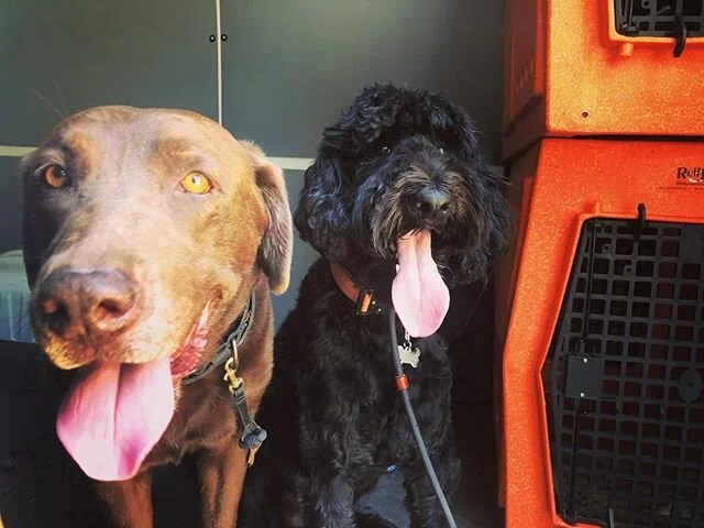 This is your Monday morning reminder that you can handle whatever this week throws at you. ✊🐾
-
-
-
-
-
#dogs #happydogs #goodtimes #gooddogs #instagood #dogsofig #dogstagram #dogsofinstagram #ranchocucamonga #victoriagardens #calidogs #dogislove #dog #alldayeveryday #goodvibes #positiveenergy #peace #nature #doglover 
#monday #motivation #letsdothis #letsgo #mood #labrador #labradoodle