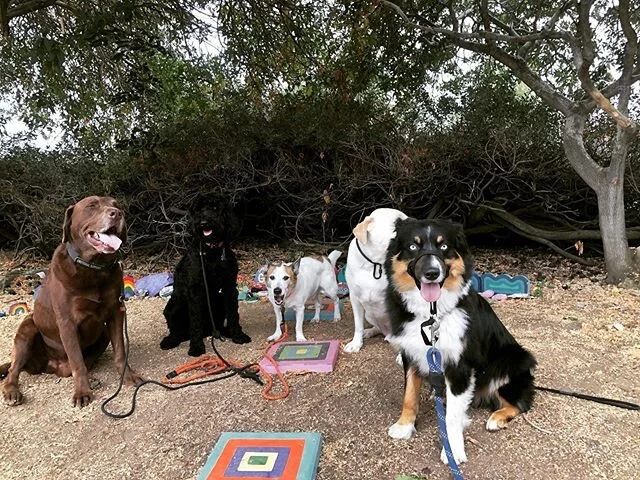 Happy Father’s Day to all the hooman dad’s out there!! 🐾🐕
-
-
-
-

#dogs #happydogs #goodtimes #gooddogs #instagood #dogsofig #dogstagram #dogsofinstagram #ranchocucamonga #victoriagardens #calidogs #dogislove #dog #alldayeveryday #goodvibes #positiveenergy #peace #nature #doglover #fathersday #sundayfunday #happy