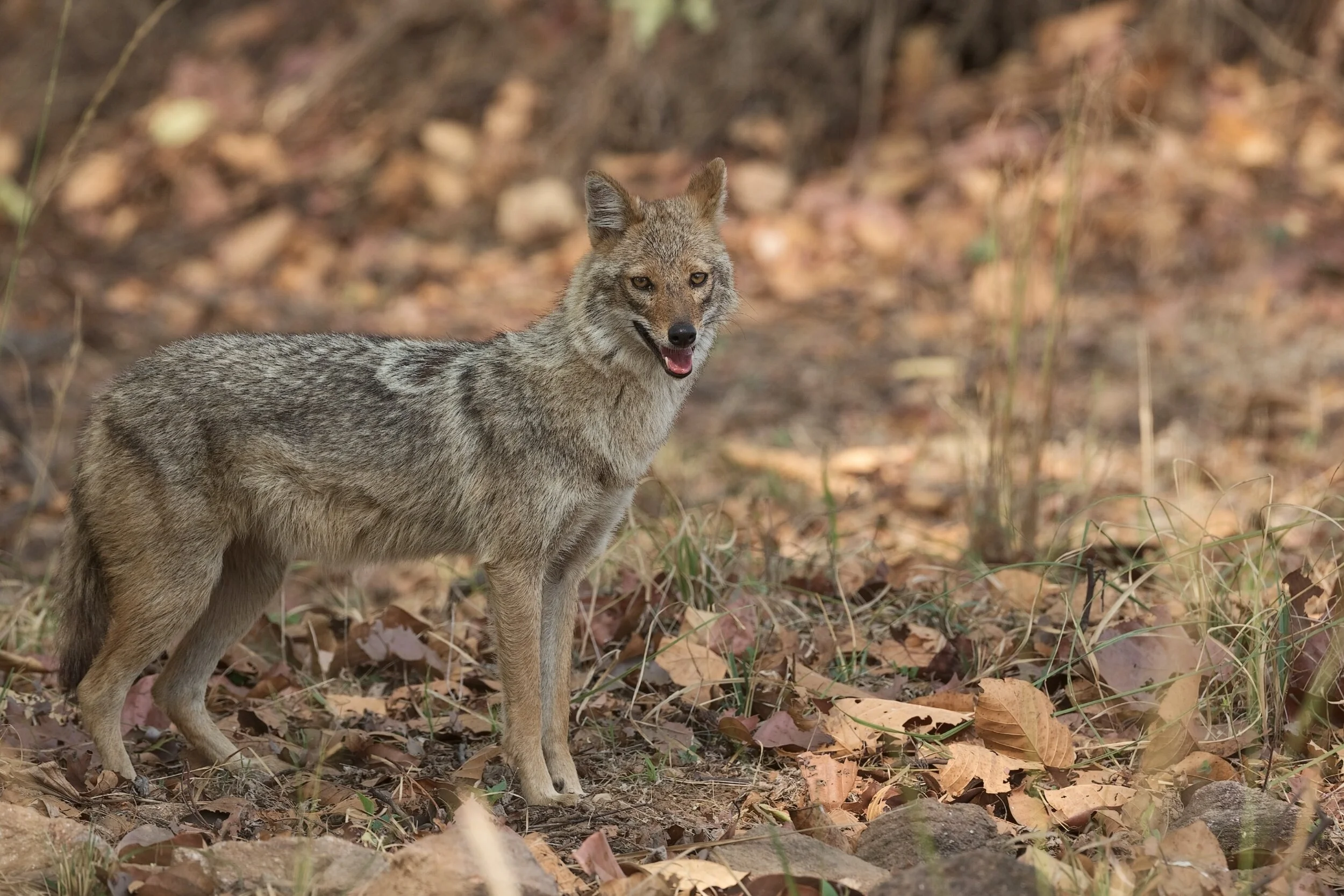 Coyote Safety Tips!