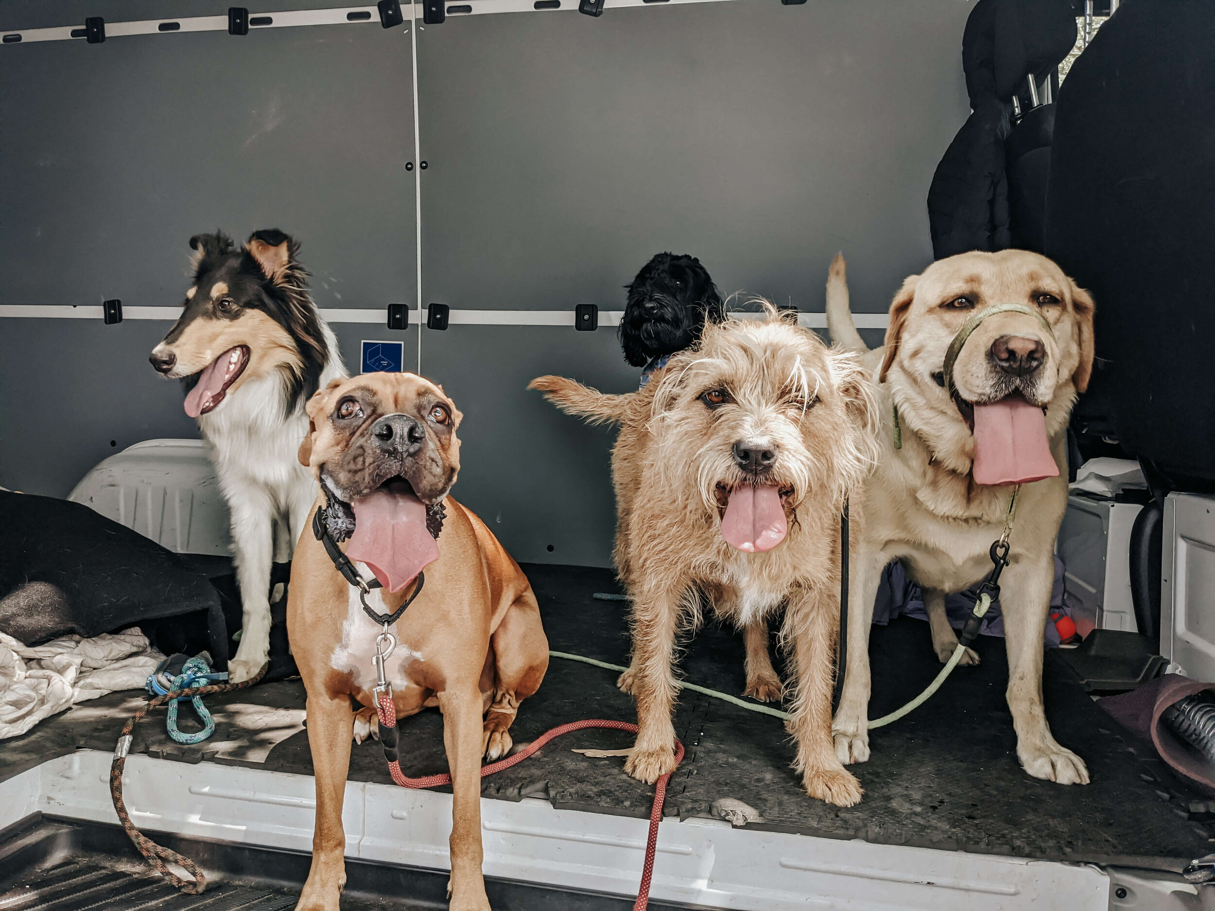 Pack Walks — Premium Pet Care Services Pack Walks in Rancho Cucamonga