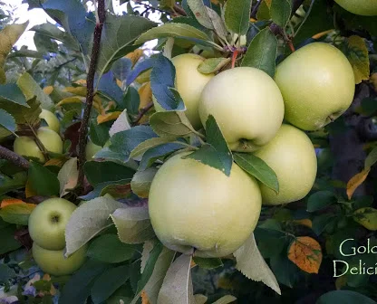 Golden Delicious.jpg