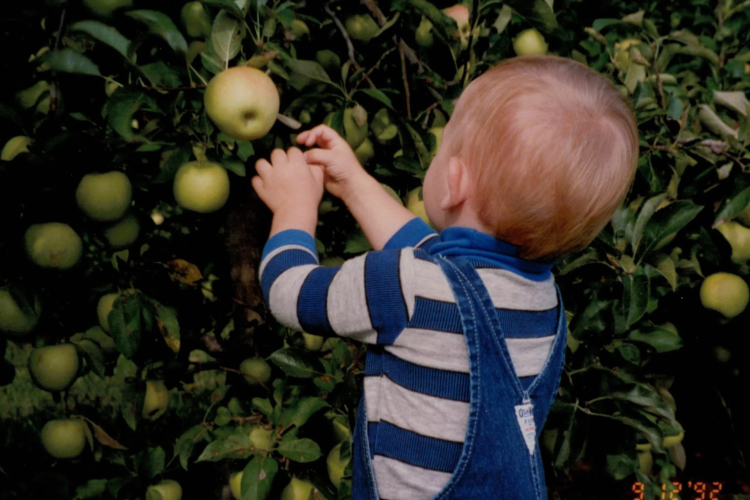Adam with apples 92_0001.jpg