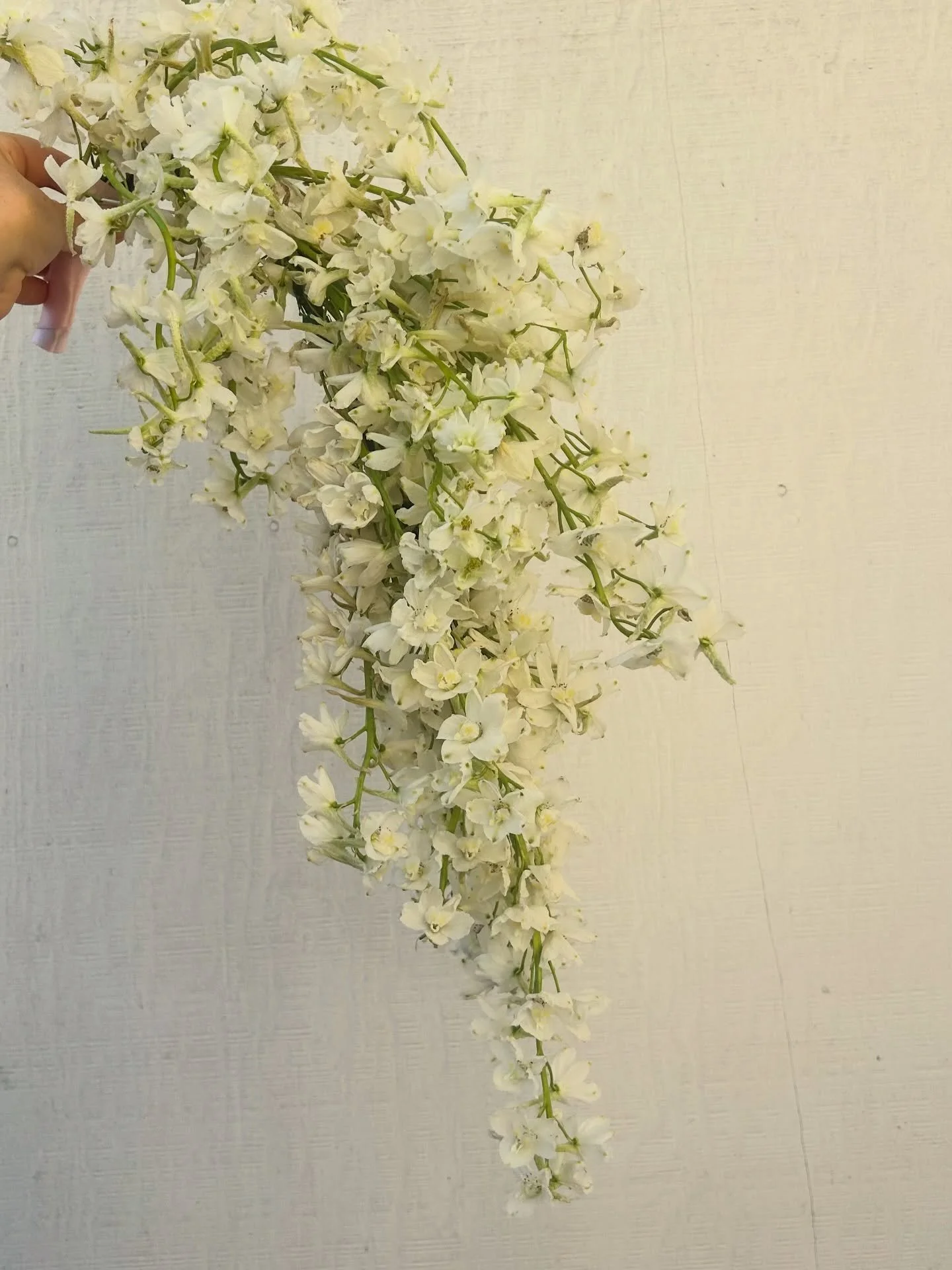 Made another cascading bouquet using @passionflowersue technique! Tiny person for size reference. 

#cascadingbouquet #delphiniums #bridalbouquet #bouquetideas #allwhitewedding