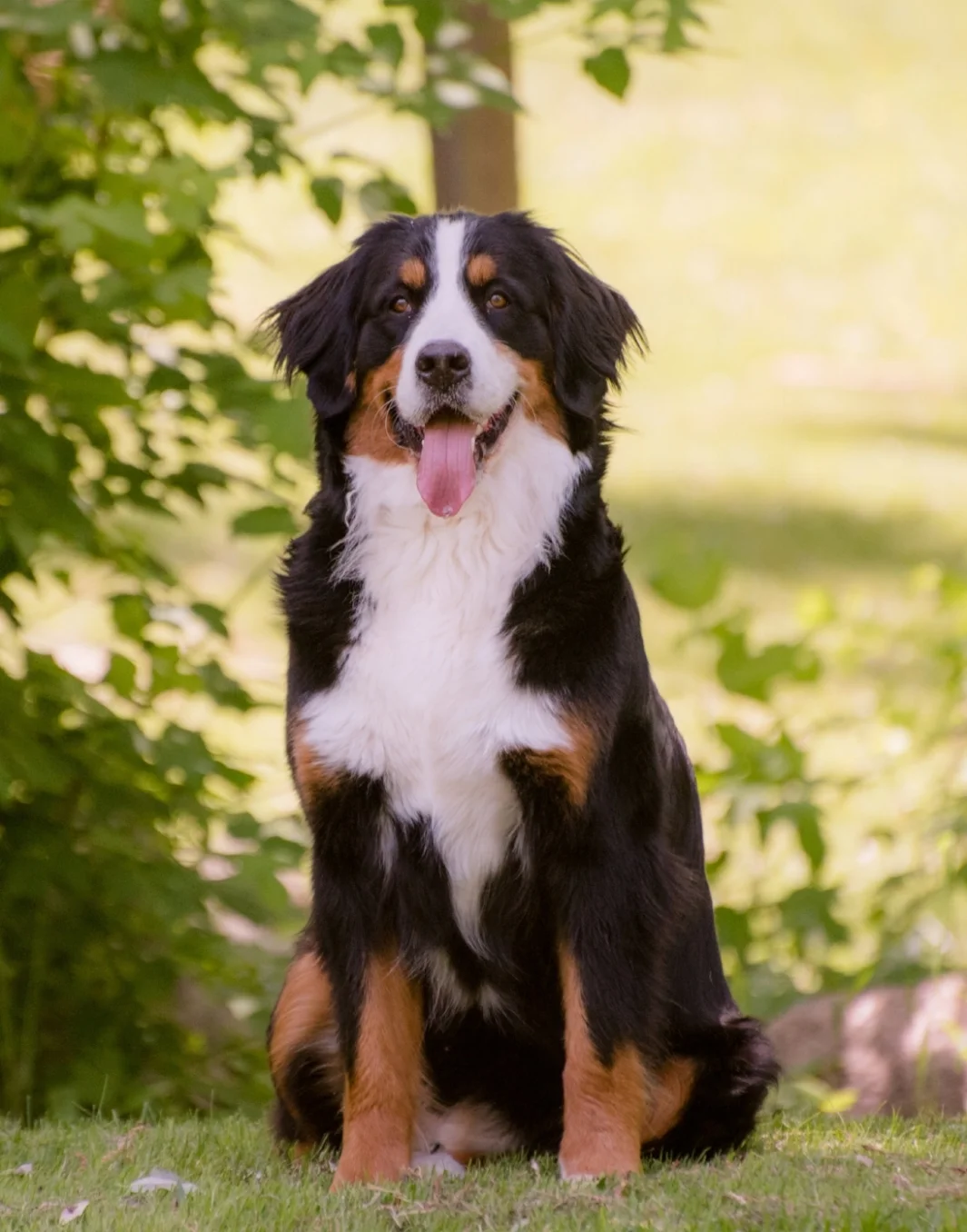 female bernese mountain dog