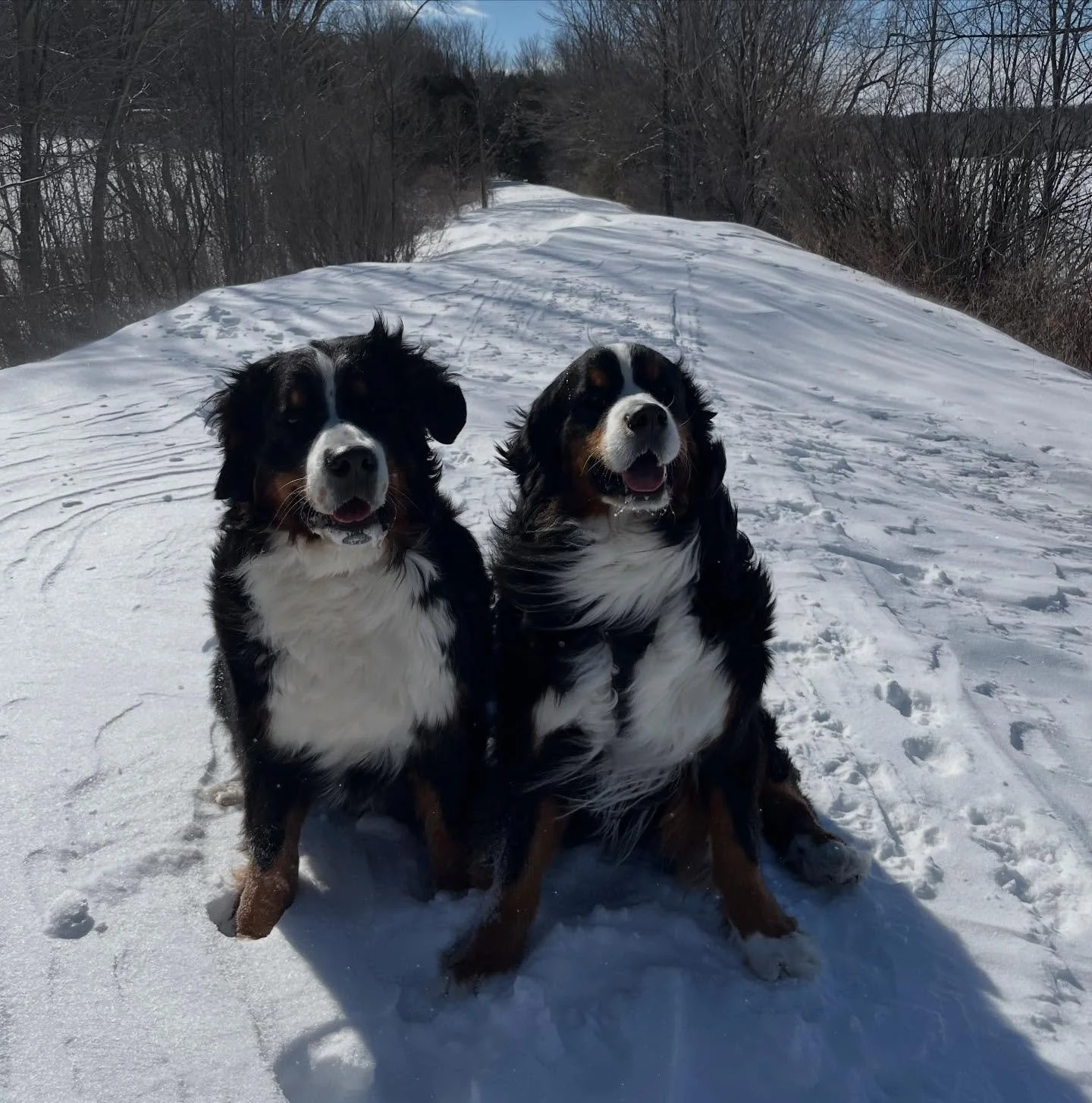 Trail walks in the sunshine is our favourite ☀️🐕
.
.
#bernesemountaindog #berneselife #berneselove #dogwalks #dogsofinstagram