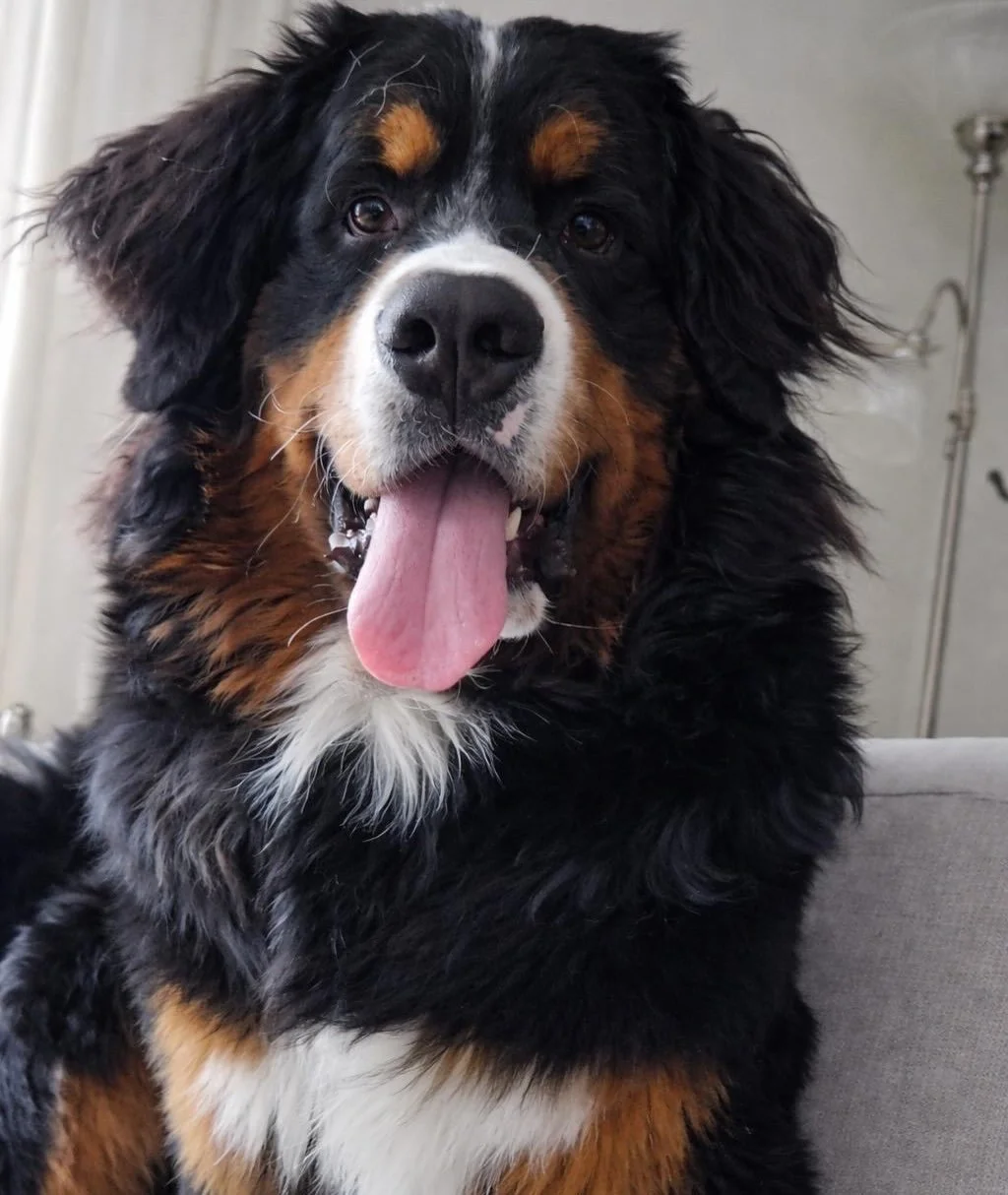 Hugo update! This handsome boy was from our Gretchen x Max litter last summer. 💙 Mr. Blue 💙 
We love getting updates on our pups and watching them grow! 
.
.
#bernesemountaindog #berneselove #bernesepuppy #bernesebelike #berneselife