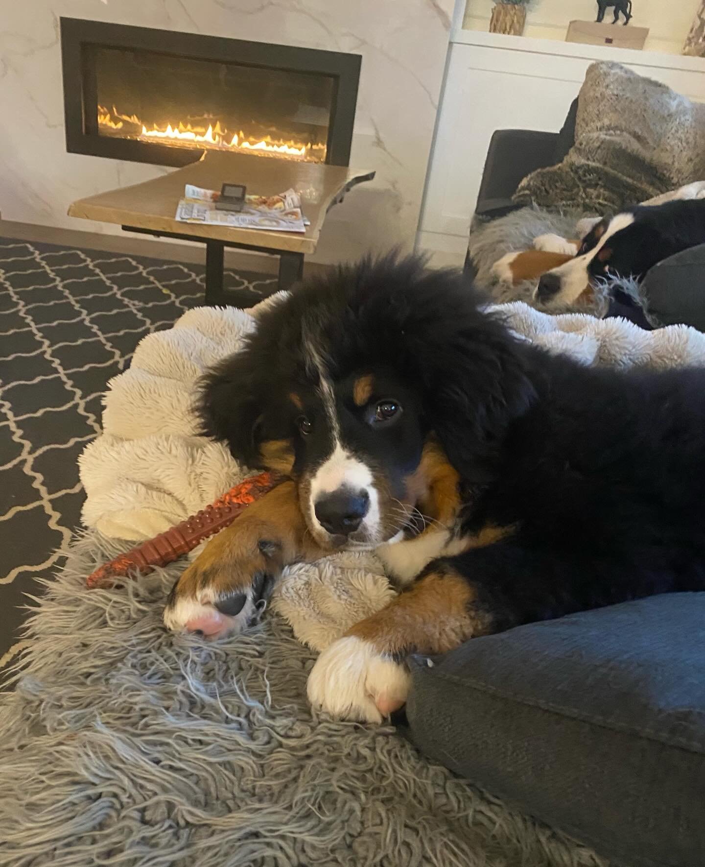 Only 4 months old and Hank&rsquo;s got the couch life figured out ☺️😝
.
.
#bernese #bernesepuppy #berneselife #couchdog #bernersbelike