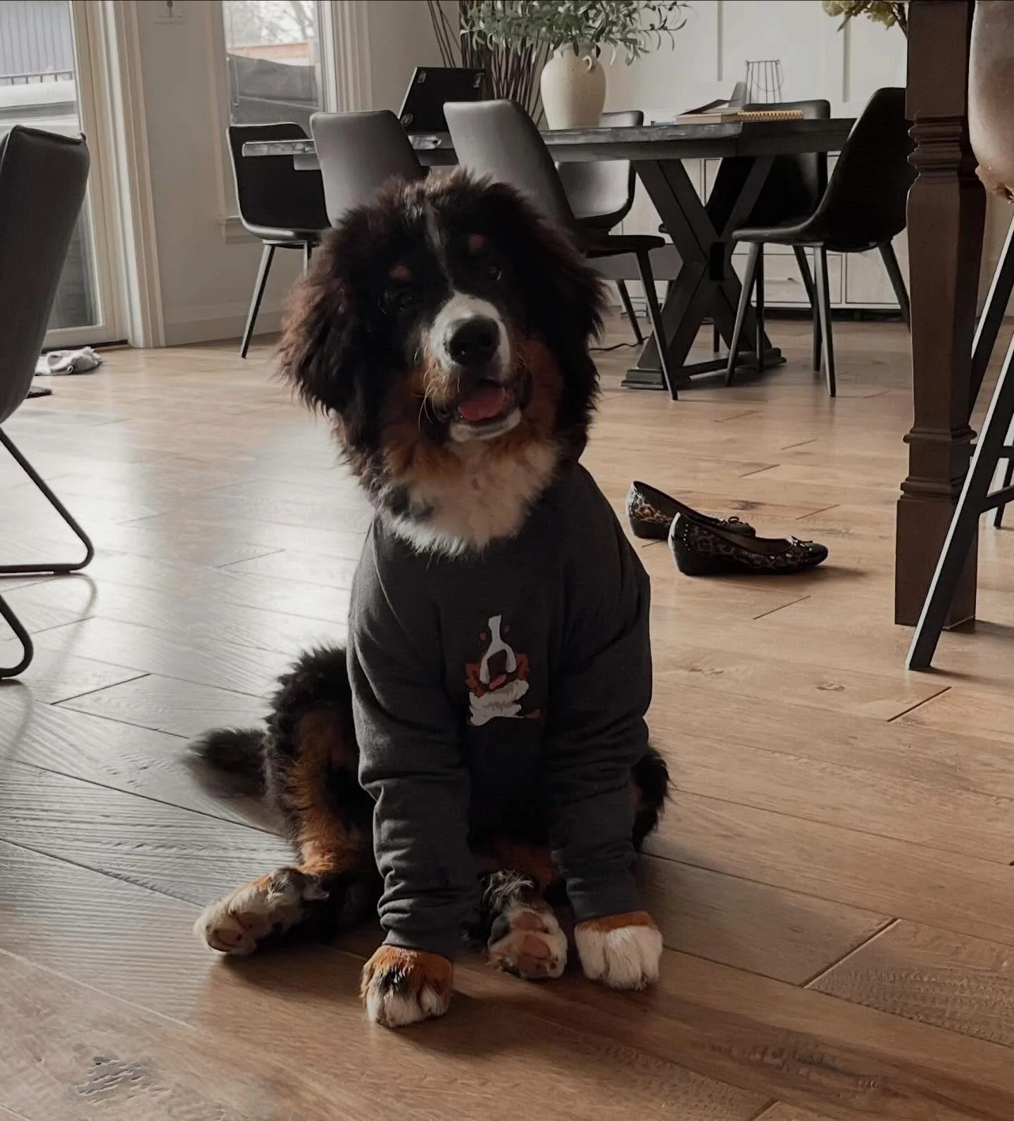 Even Hank&rsquo;s loving the swag this morning 😝