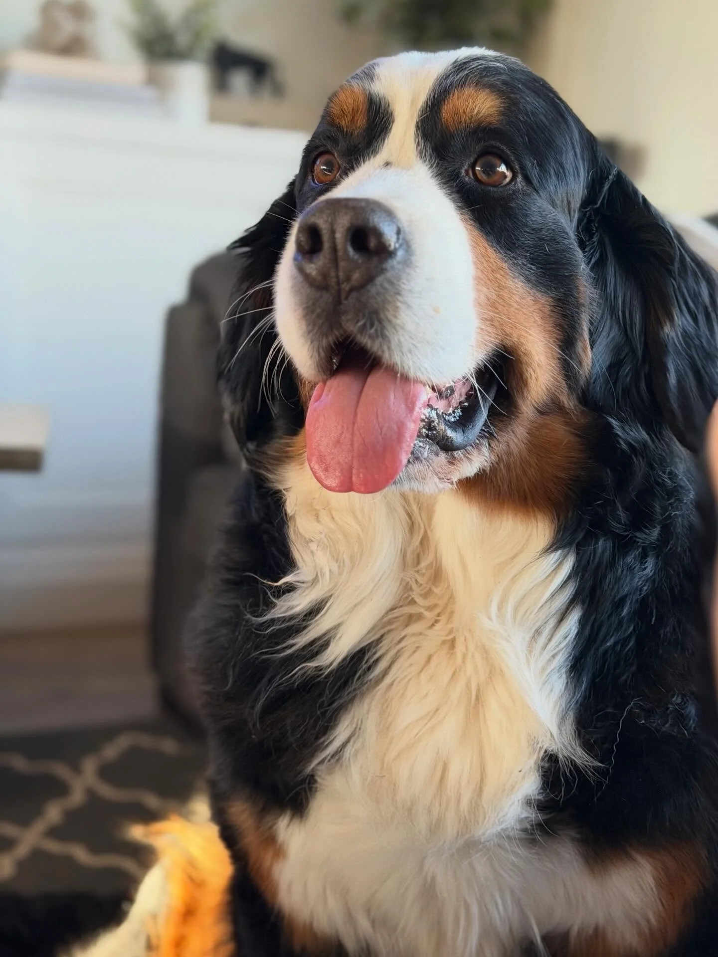 This beautiful girl went into heat today!! 🥳😆