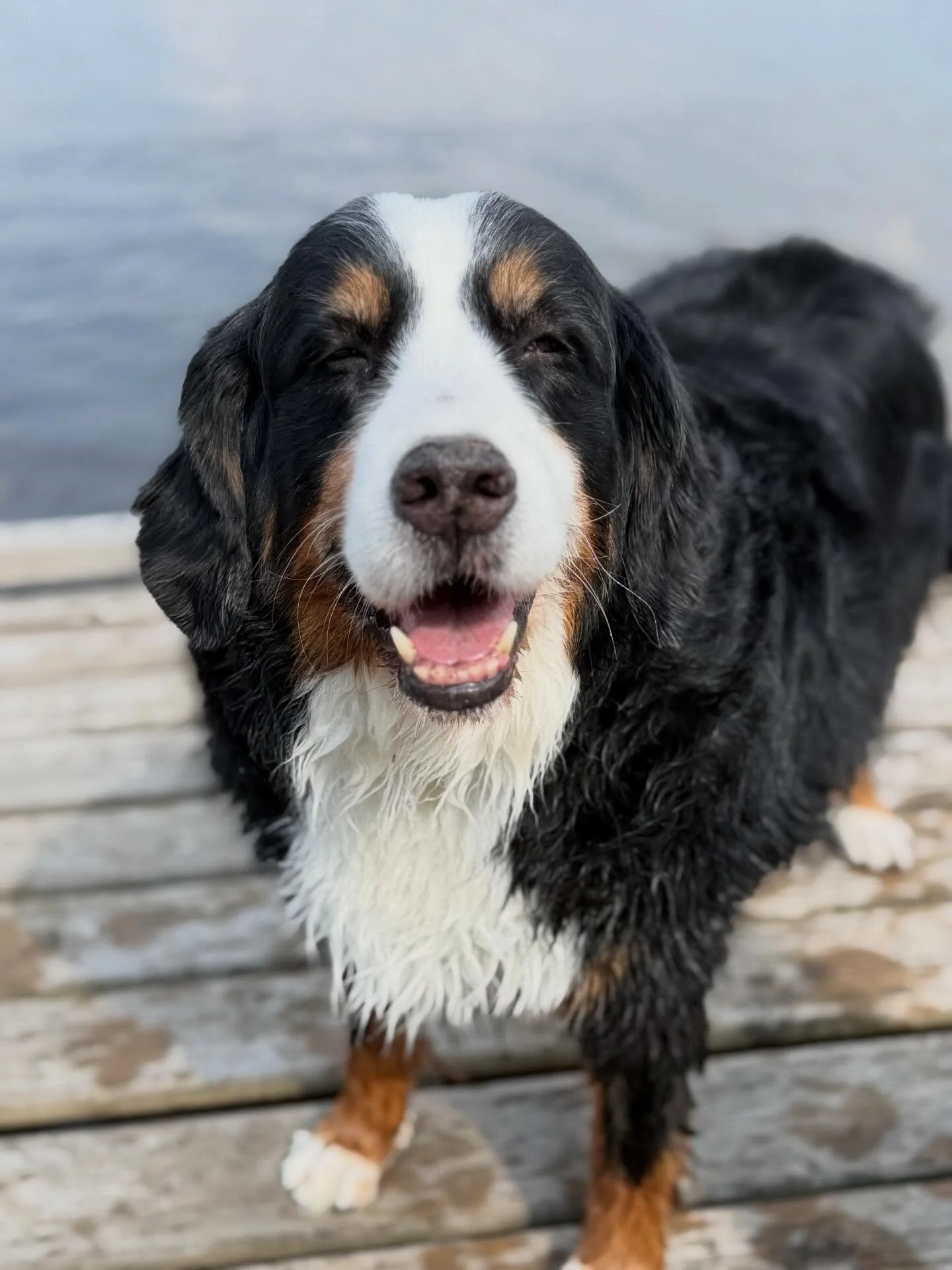 Ten years ago, a fluffy little Bernese mountain dog named Gerty came into our lives and changed everything 🤍

Today she turns 10, and it&rsquo;s impossible to put into words what she means to us. Gerty isn&rsquo;t just a dog &mdash; she&rsquo;s been