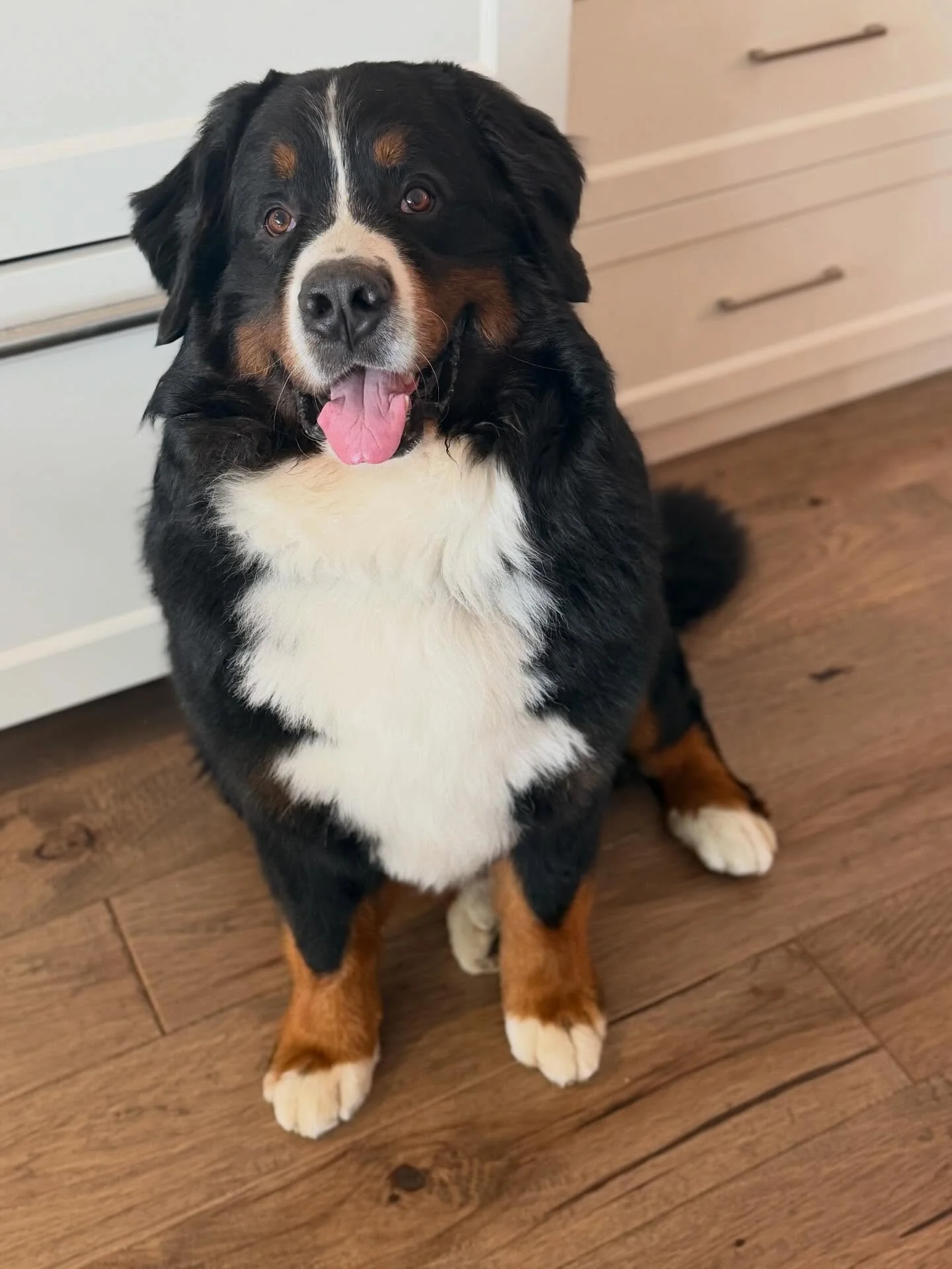 We love when Papa Max comes! He&rsquo;s produced so many wonderful pups so far. Fingers crossed for another successful visit 🤞🐾
.
#bernesemountaindogs #stud #bernesepuppylove #responsiblebreedingprogram #bernese