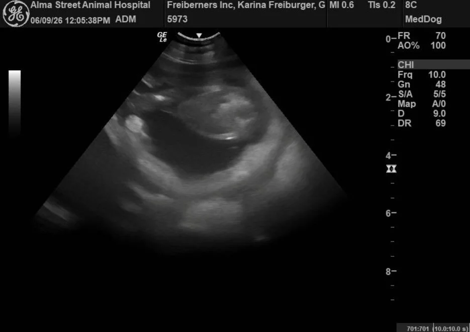 We received good news and bad news at today&rsquo;s appointment. The good news is Gretchen has a nice full belly of healthy puppies! We are excited to welcome them at the beginning of July. For now, you can see from the second last photo, that you ca