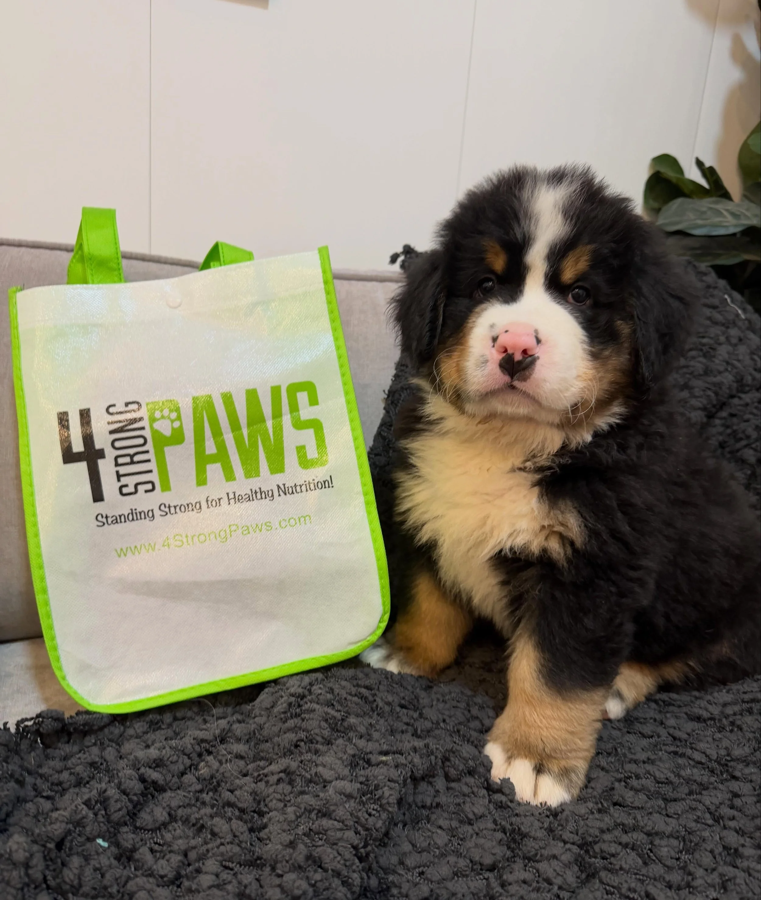 🐾 It&rsquo;s almost go-home time for these &ldquo;little&rdquo; ones&hellip; 🥰

From their very first days, our Freiberners puppies are proudly fed @4strongpaws &mdash; because we believe a great start matters.

The right puppy formula helps provid