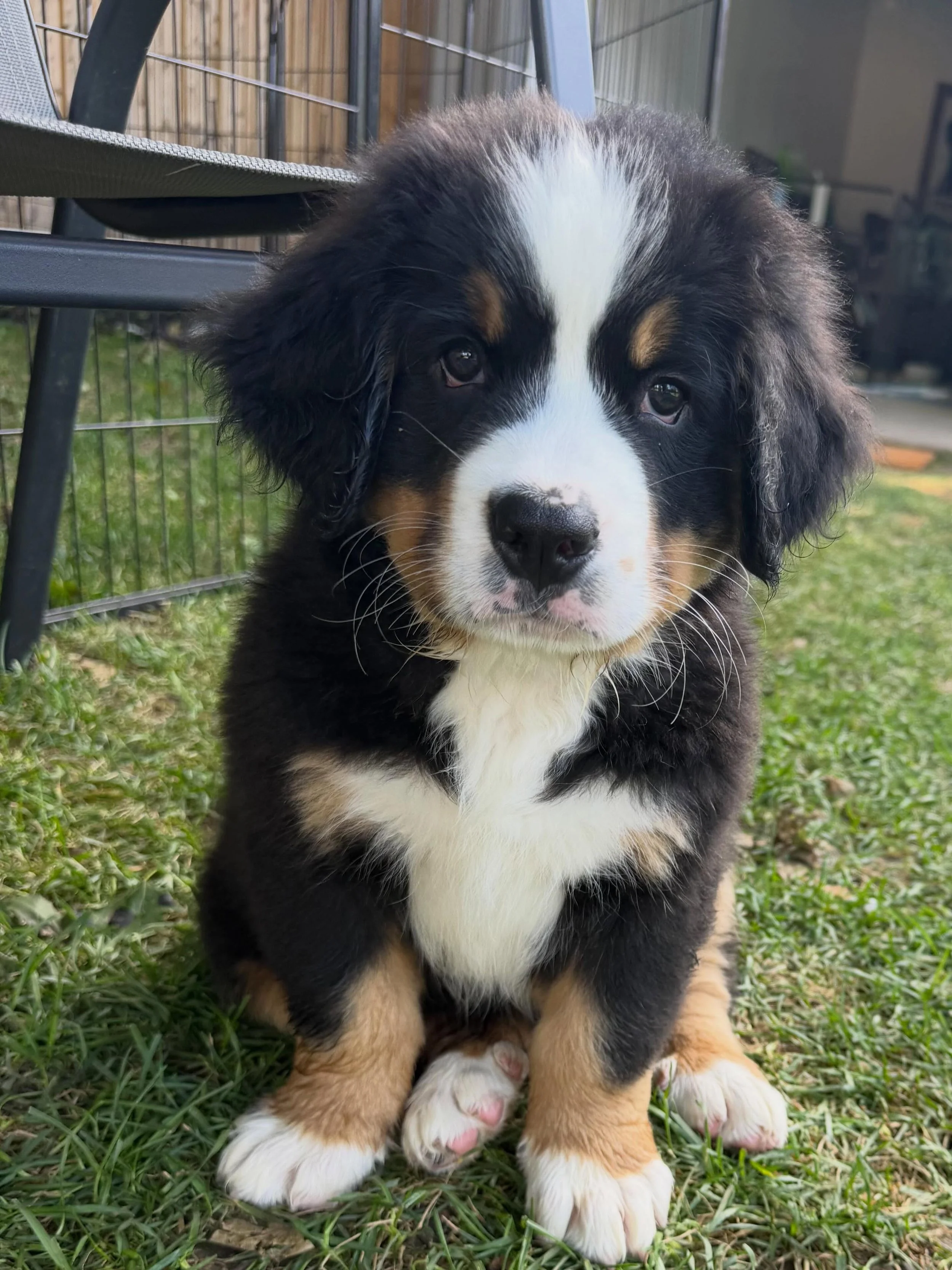 Ms. Magenta is our pick of the litter and she deserves the best home! With strong hopes that she will enter our breeding program one day, we are looking for a forever home for her. She is calm, affectionate and likes to sit back and watch what&rsquo;