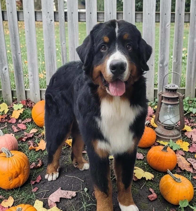 Handsome Hank - freshly groomed! 🥰 
Hank at 9 months is already bigger than most of our guys, including his Momma Hilde ☺️