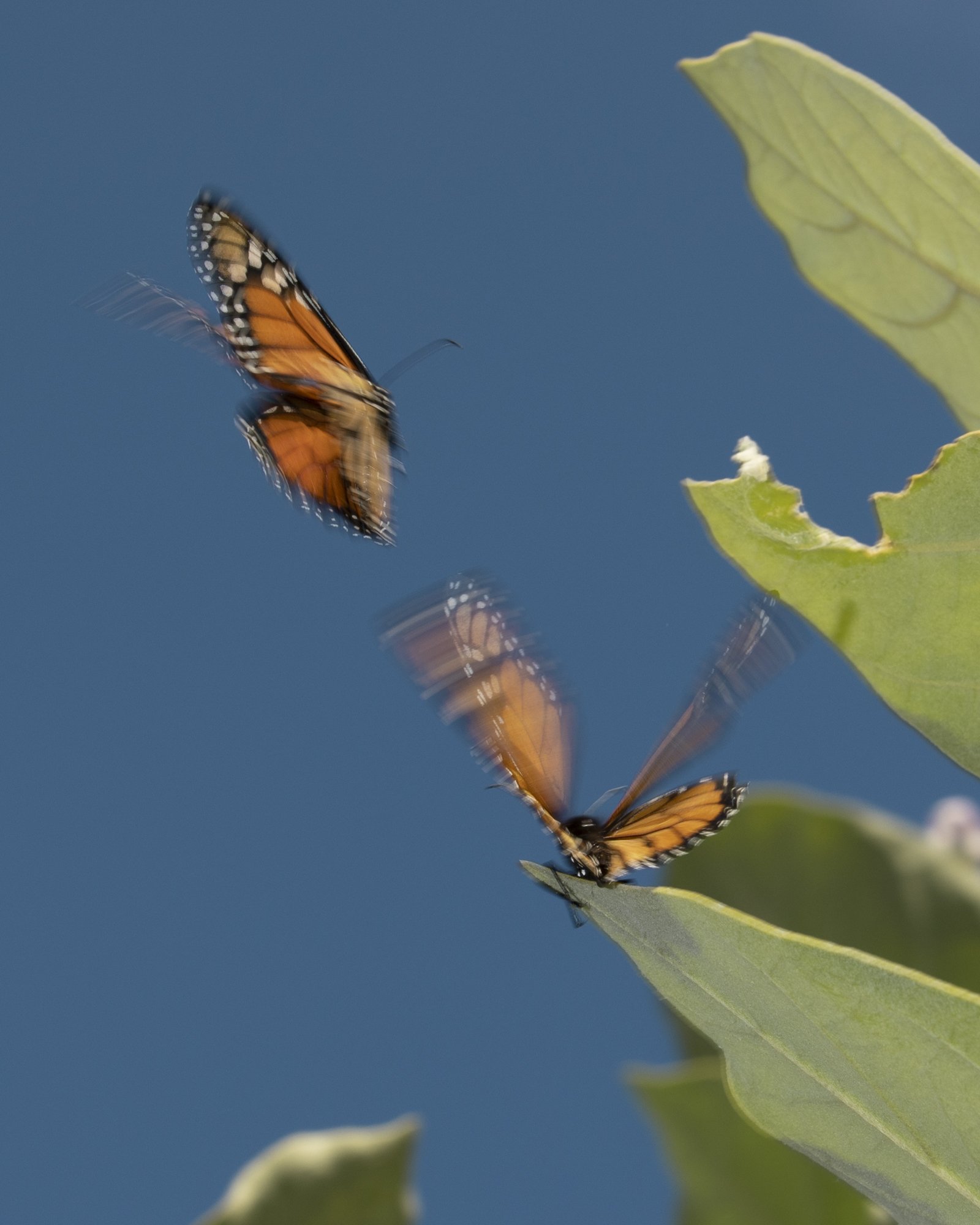 HayleyLohn_butterflies.jpg