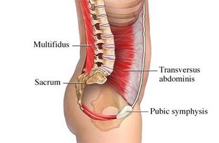 The relationship between the low back, transversus abdmoninus and pelvic floor muscles.