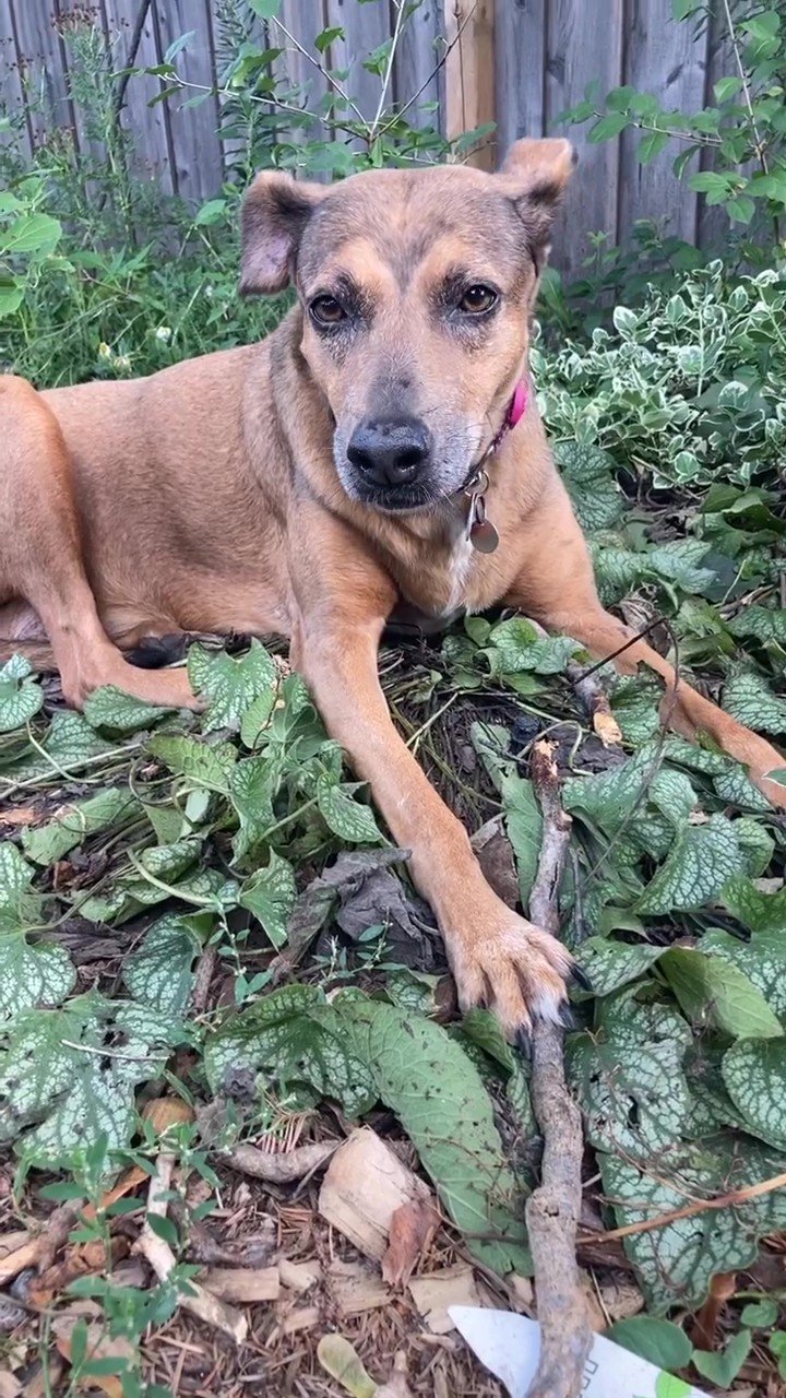 witheredtween_3166288431710112288 - frame at 0m0s.jpg