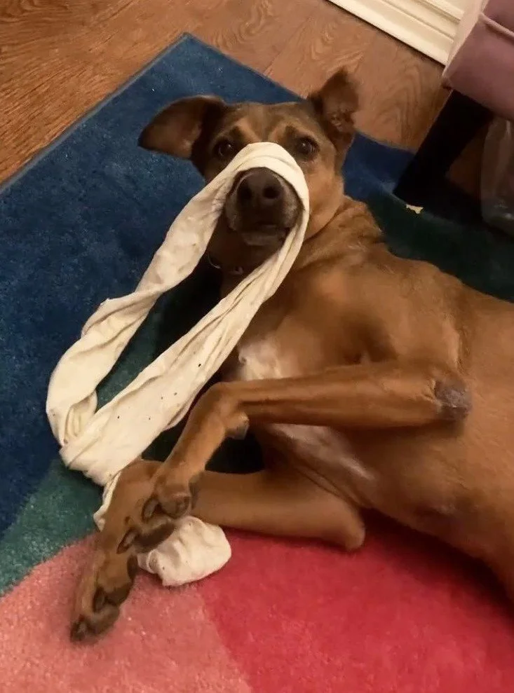 witheredtween_3344879127868850654's2026-2-26-0.33.594 story.jpg