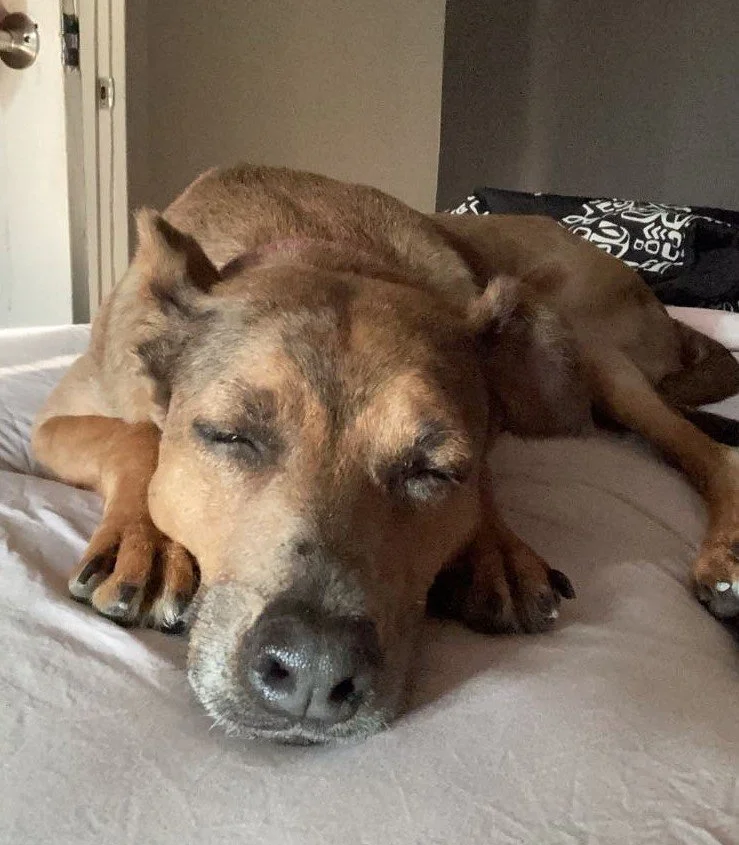 witheredtween_2649850498629516731's2026-2-26-0.35.845 story.jpg