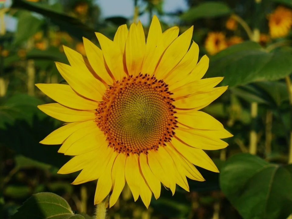 sun-flower-1562893_960_720.jpg