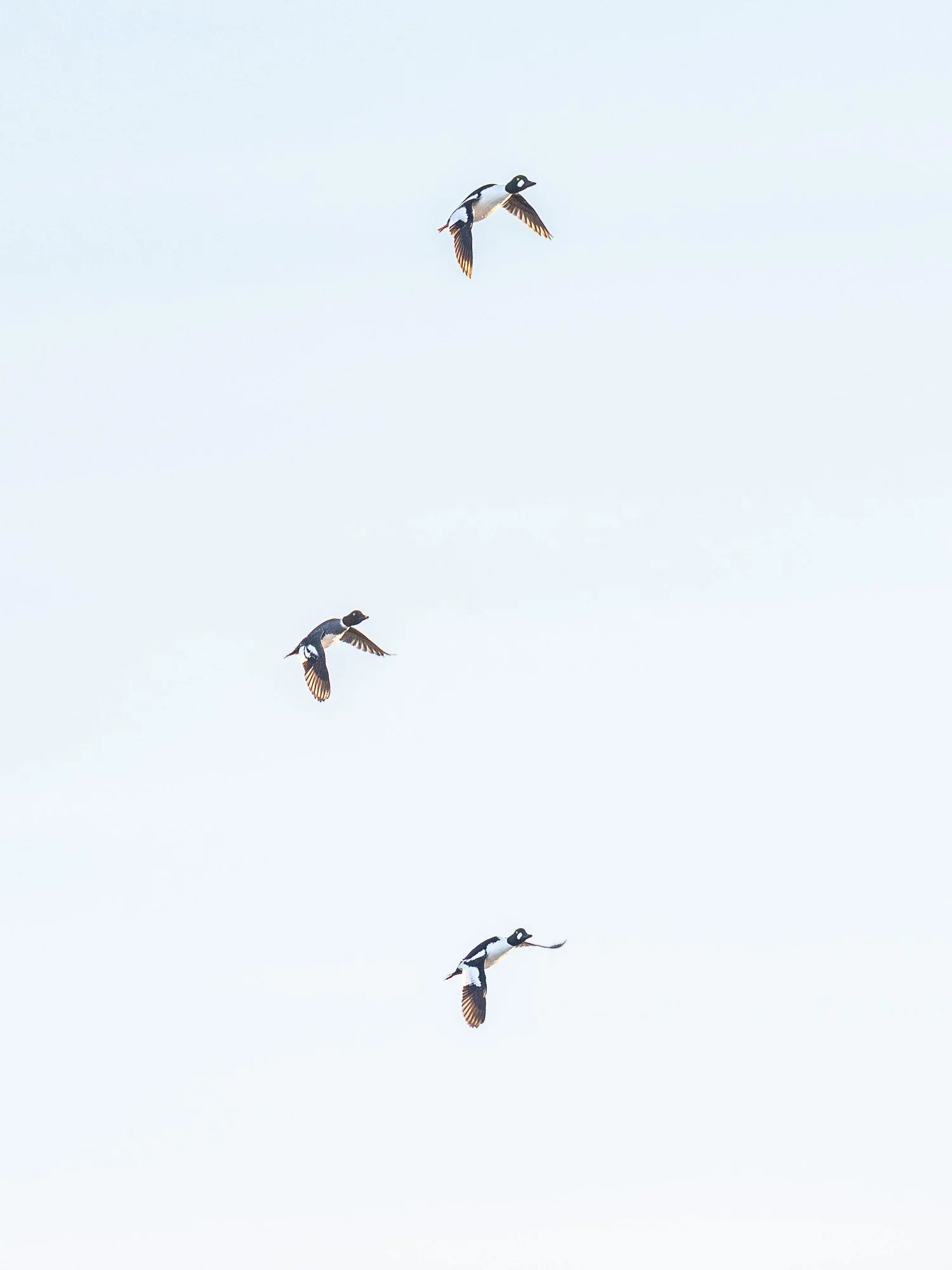 blog-20260503-goldeneye-1.jpg