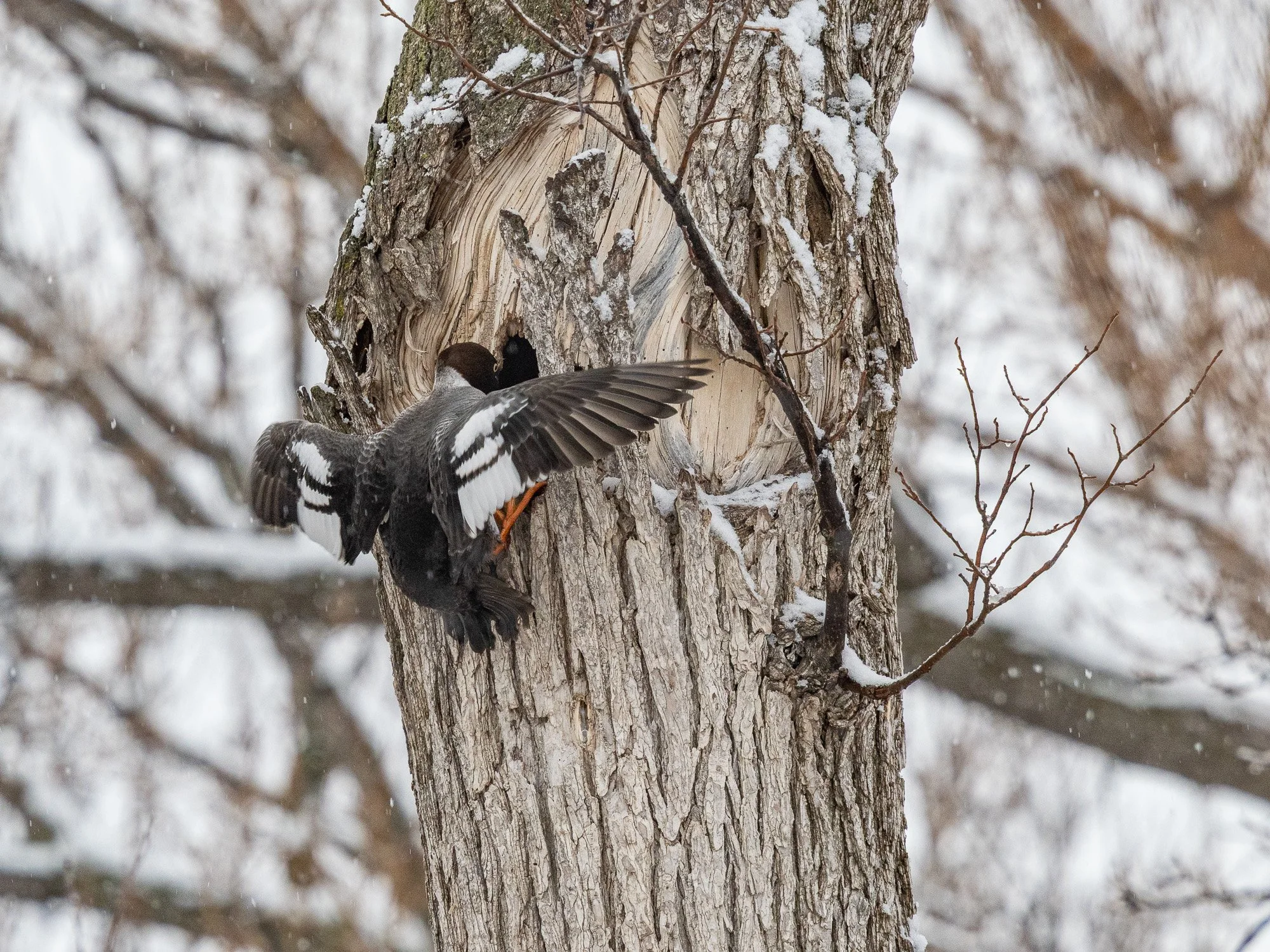 blog-20260503-goldeneye-4.jpg