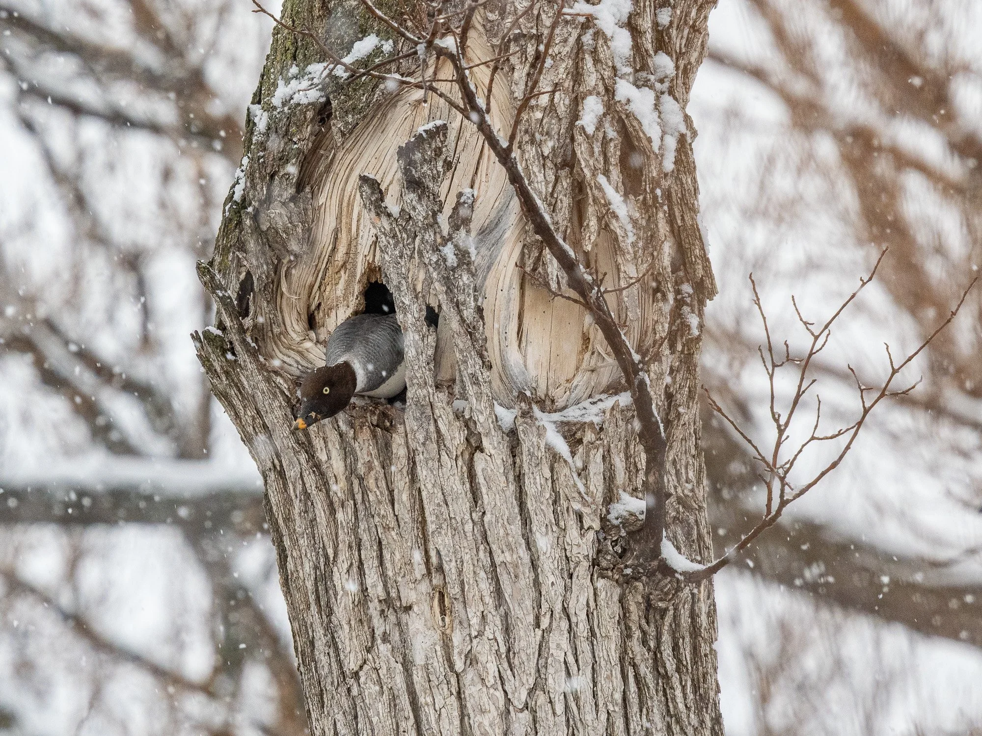blog-20260503-goldeneye-5.jpg