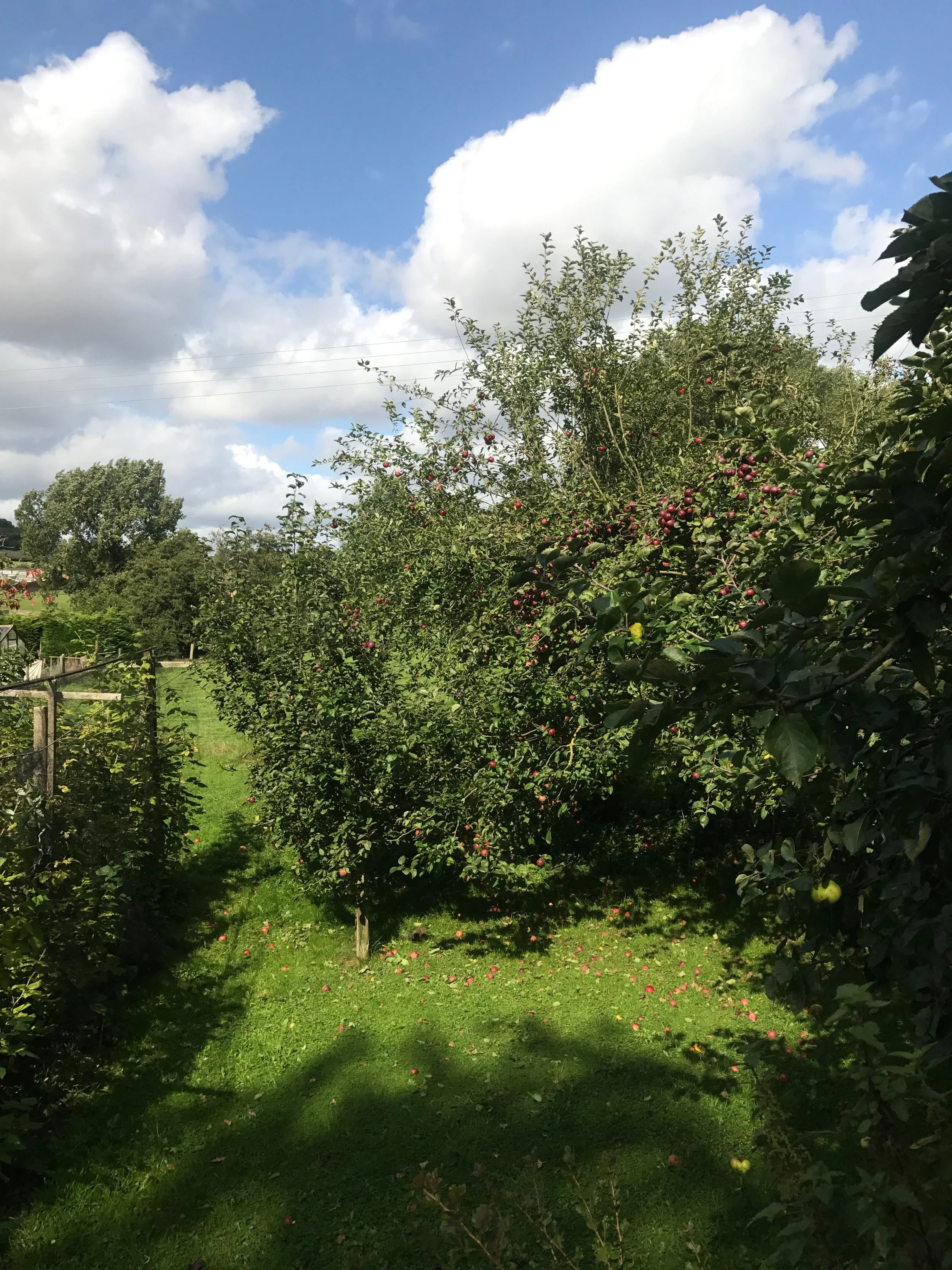 IMG_8242.JPG