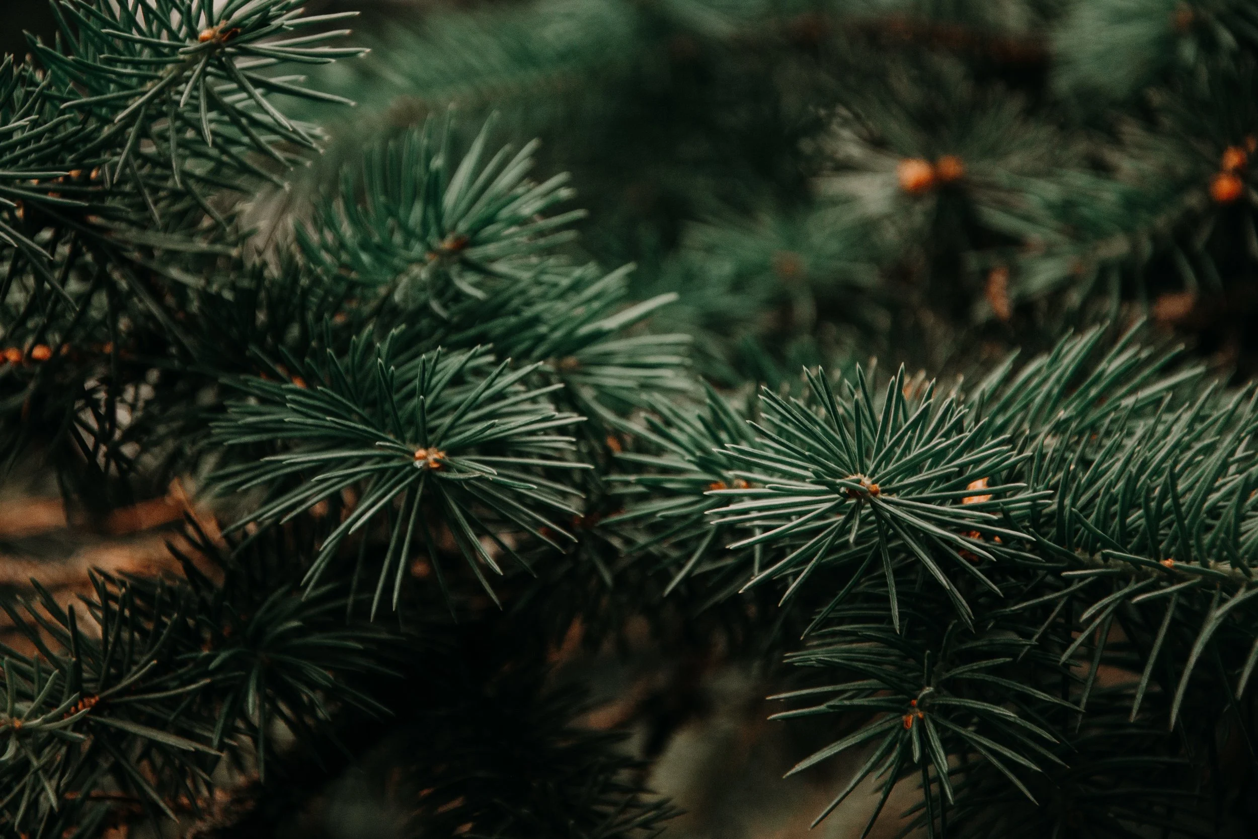 beautiful-blur-branch-943898.jpg