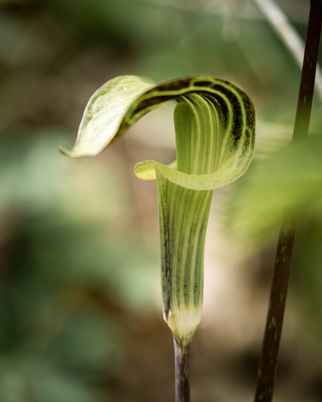How many of you have seen Jack-in-the-pulpit (Arisaema triphyllum) while hiking through Minnesota&rsquo;s forests? While it may be exciting for us native plant enthusiasts to come across, it&rsquo;s even more so for birds and other wildlife since the